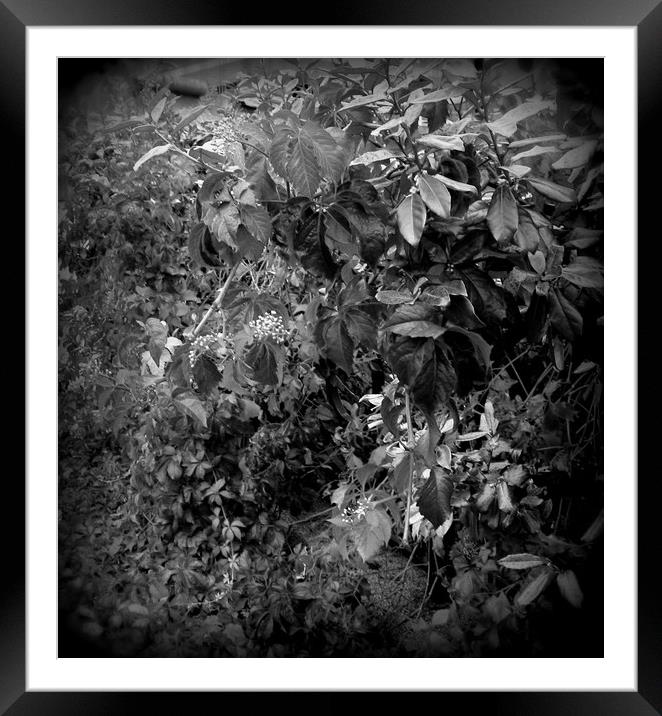 The Dark Vine. Framed Mounted Print by Heather Goodwin