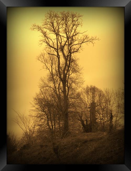 Lone Tree. A Winters Tale. Framed Print by Heather Goodwin