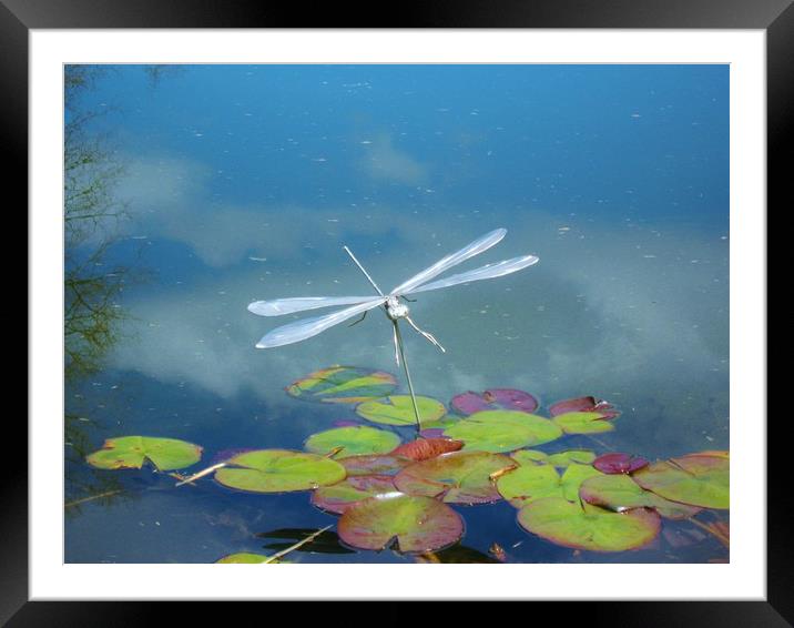 Silver Dragonfly. Framed Mounted Print by Heather Goodwin