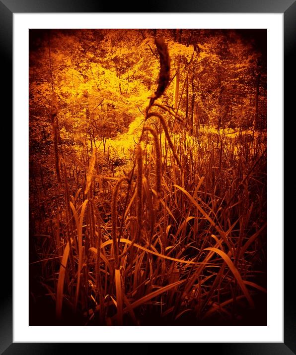 Glowing Rushes. Framed Mounted Print by Heather Goodwin