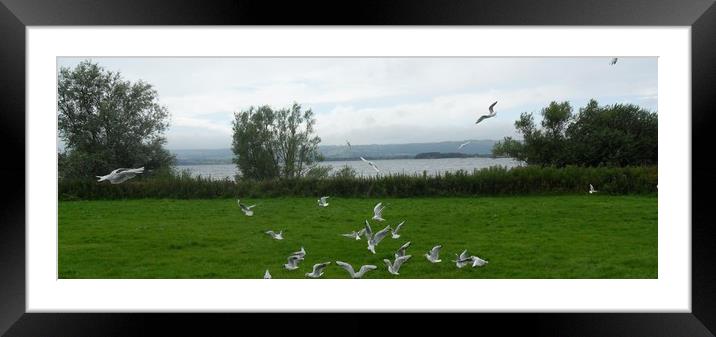 Feeling the Breeze. Framed Mounted Print by Heather Goodwin