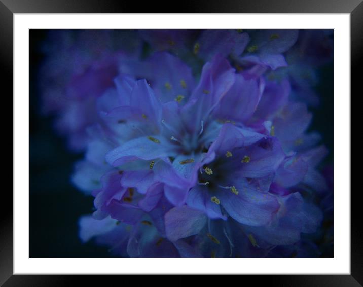 Blue Sweetheart. Framed Mounted Print by Heather Goodwin