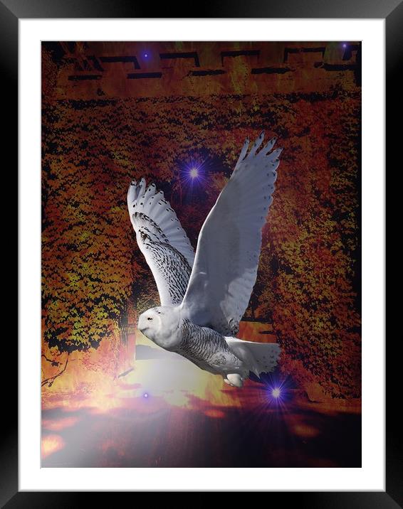 Flight of the Night Owl. Framed Mounted Print by Heather Goodwin