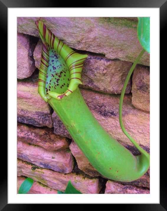 The Amazing Pitcher Plant. Framed Mounted Print by Heather Goodwin