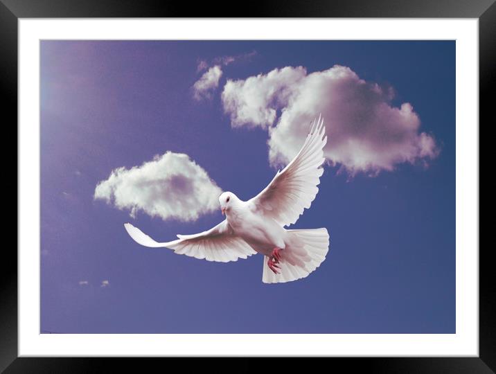 White Dove of Peace. Framed Mounted Print by Heather Goodwin