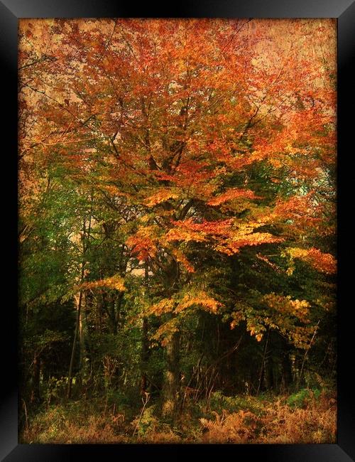 Colour Me Autumn. Framed Print by Heather Goodwin