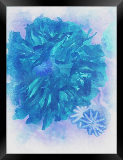 Blue Peony. Framed Print by Heather Goodwin