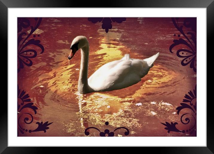 White Swan. Framed Mounted Print by Heather Goodwin