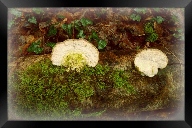 White Bracket Fungi. Framed Print by Heather Goodwin