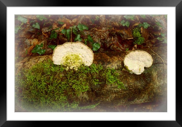 White Bracket Fungi. Framed Mounted Print by Heather Goodwin