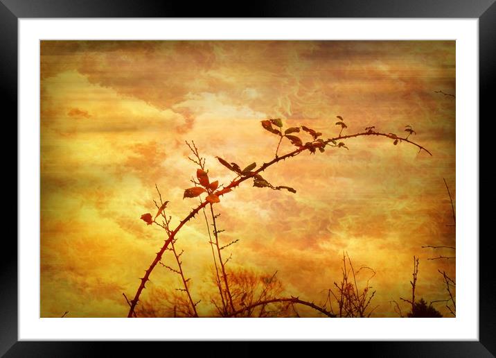 Bramble. Framed Mounted Print by Heather Goodwin