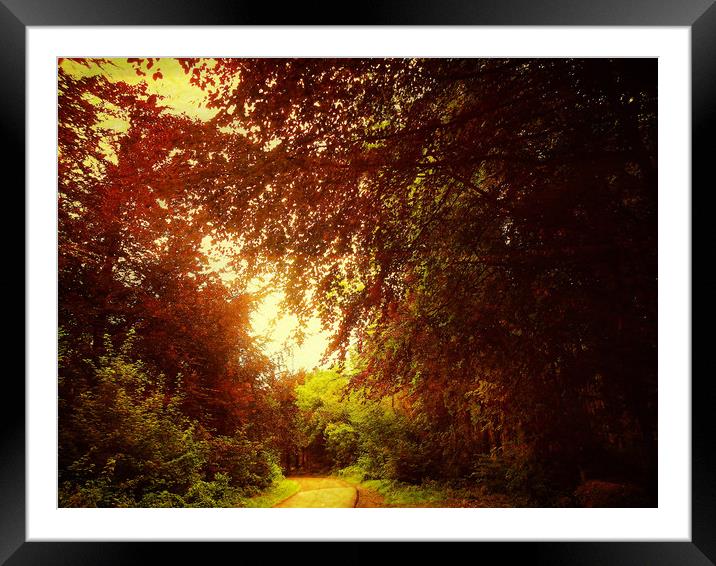 Tranquil Path. Framed Mounted Print by Heather Goodwin