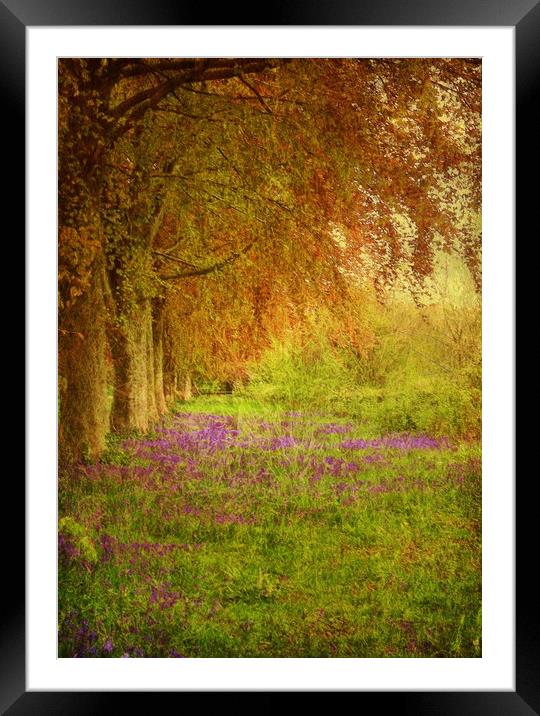 The Bluebell Pathway. Framed Mounted Print by Heather Goodwin