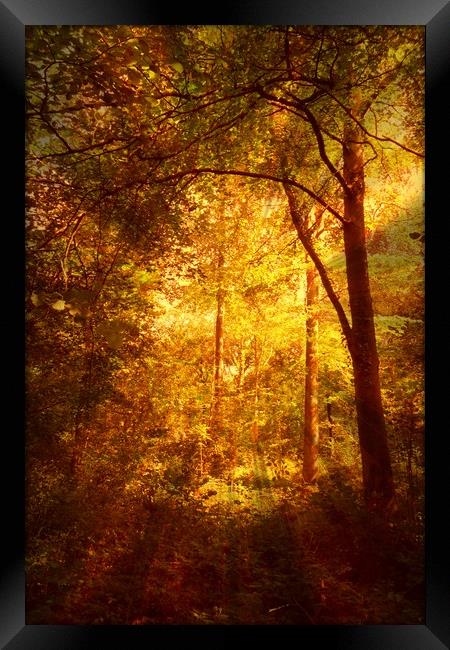  Deep Woods. Framed Print by Heather Goodwin