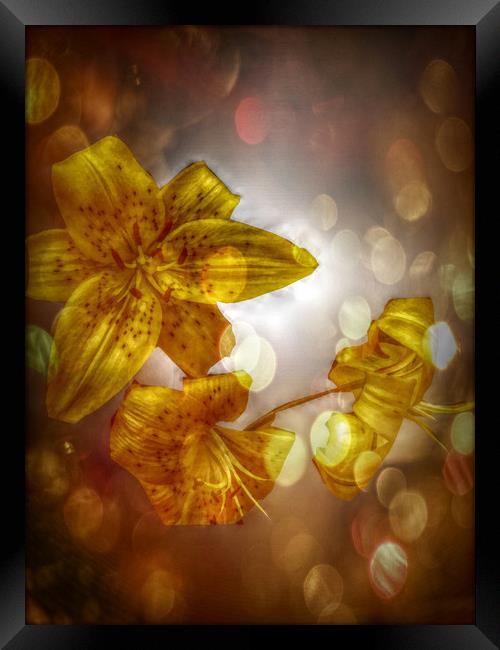  Tiger Lilies - Lilium. Framed Print by Heather Goodwin