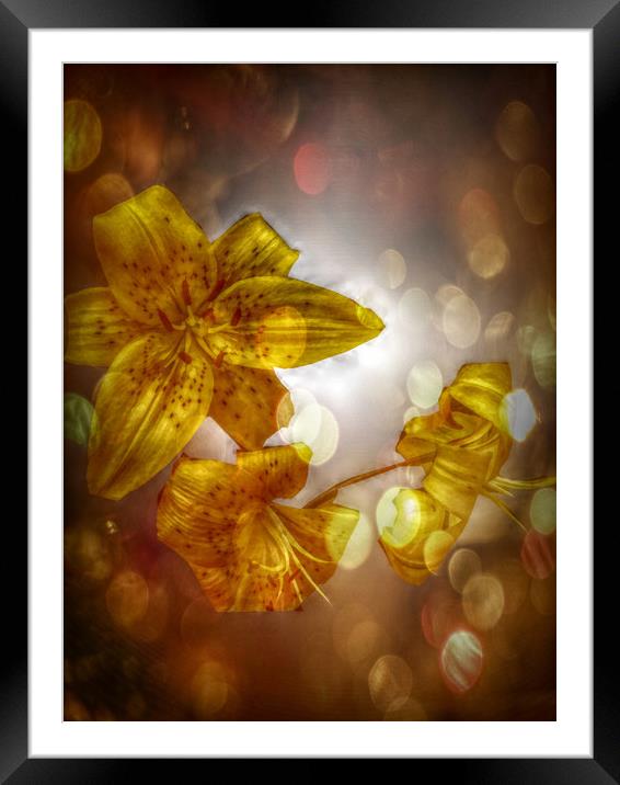  Tiger Lilies - Lilium. Framed Mounted Print by Heather Goodwin