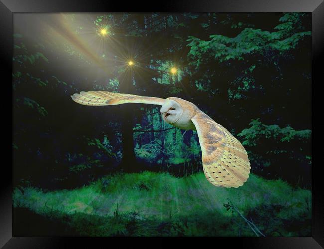 Night Owl. Framed Print by Heather Goodwin