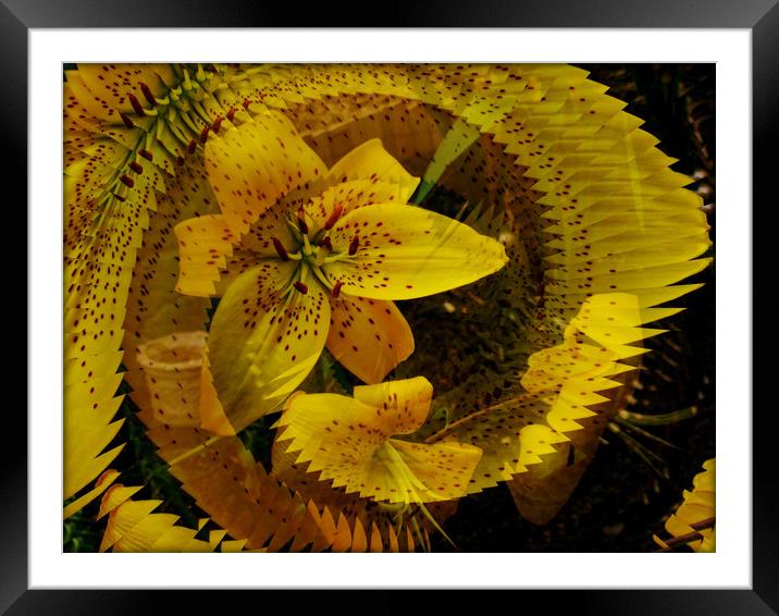  Spiral Fractal Lily. Framed Mounted Print by Heather Goodwin