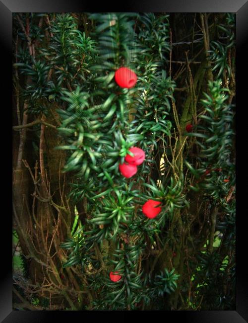  Yew (Taxus) Framed Print by Heather Goodwin