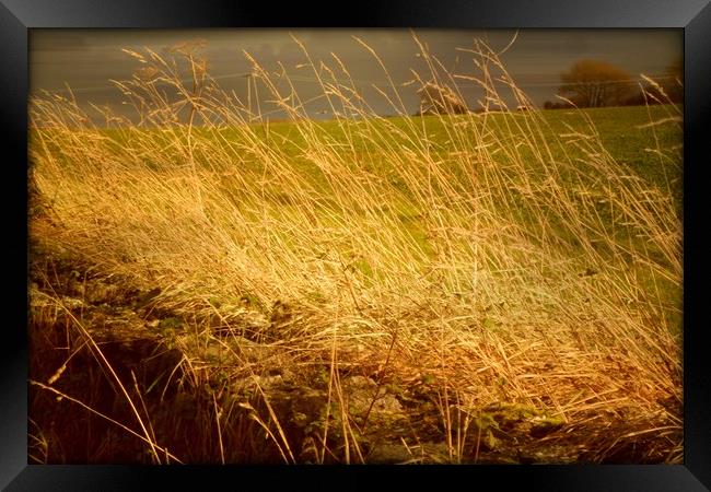  Golden Grasses. Framed Print by Heather Goodwin