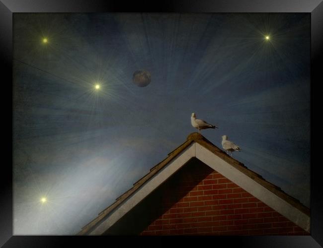  Moon Gazing Gulls. Framed Print by Heather Goodwin