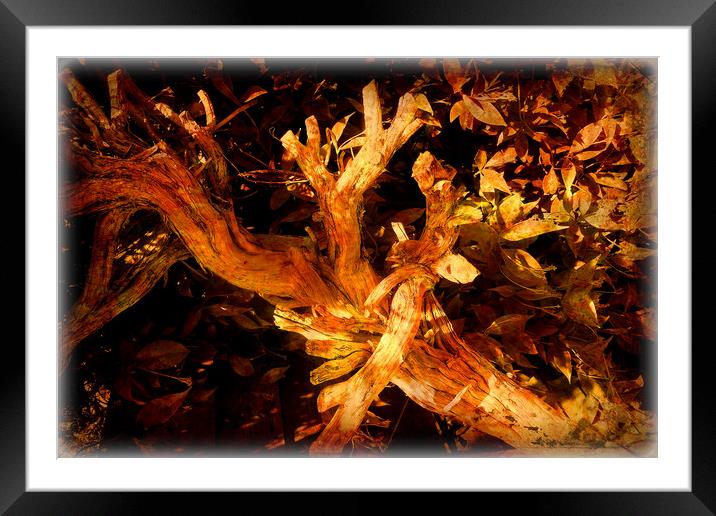  The Twisted Rosemary Bush. Framed Mounted Print by Heather Goodwin