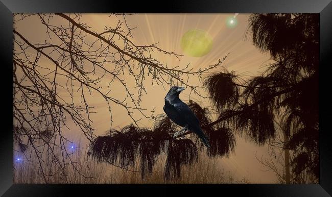  Night Call of the Raven. Framed Print by Heather Goodwin