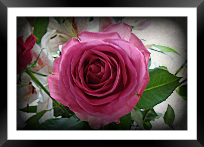 The Rose. Framed Mounted Print by Heather Goodwin