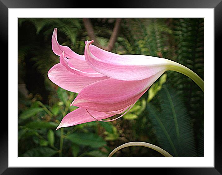 Pink Orchid. Framed Mounted Print by Heather Goodwin
