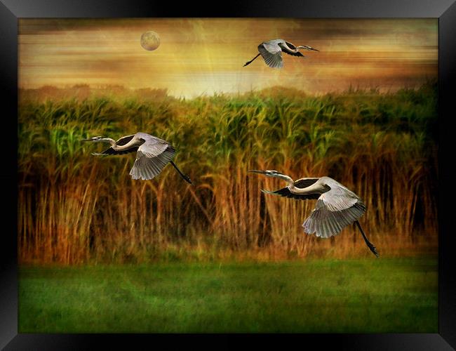 Dance of the Herons. Framed Print by Heather Goodwin