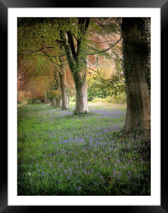 Bluebell Alley.  Framed Mounted Print by Heather Goodwin