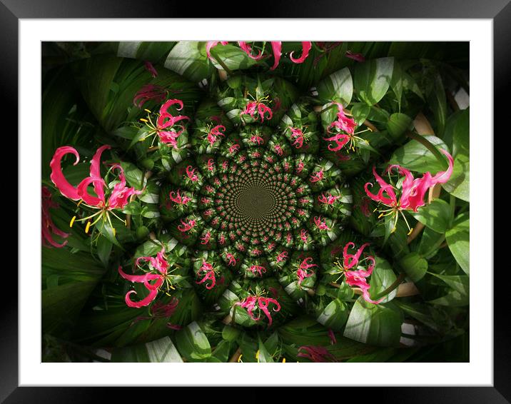 Rambling Lily. Framed Mounted Print by Heather Goodwin