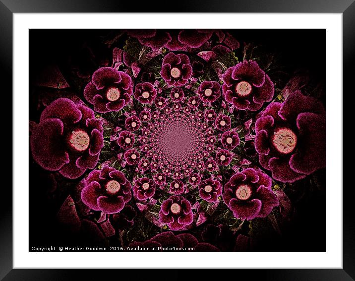 Flowering Velvet. Framed Mounted Print by Heather Goodwin