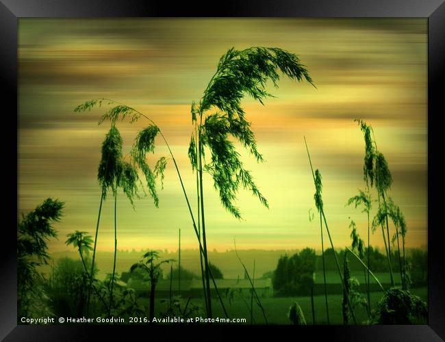Reeds (second version) Framed Print by Heather Goodwin