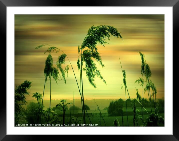 Reeds (second version) Framed Mounted Print by Heather Goodwin