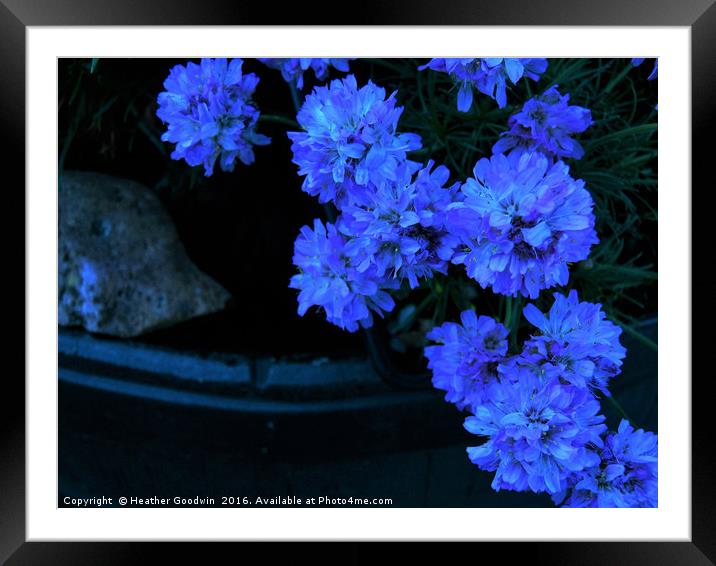 Posy in Blue. Framed Mounted Print by Heather Goodwin