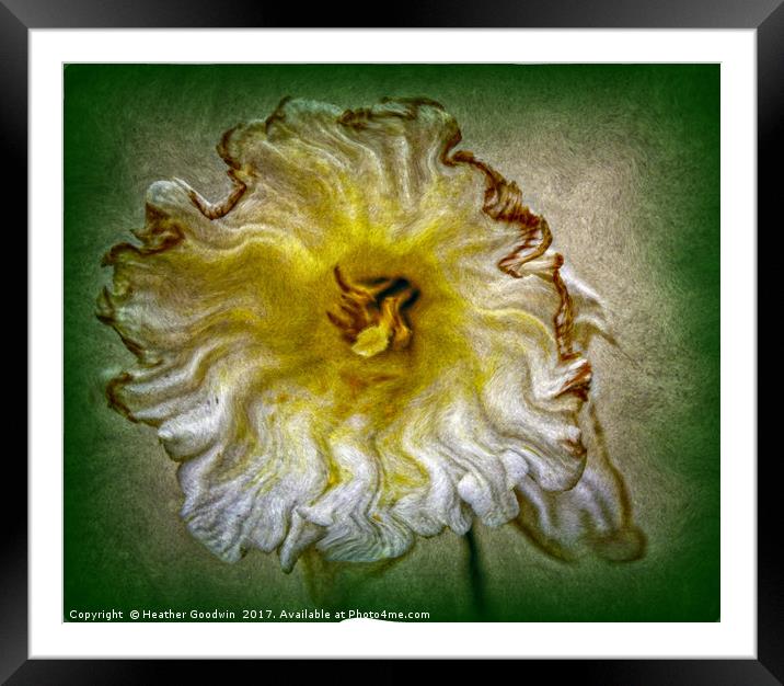 Fading Narcissus. Framed Mounted Print by Heather Goodwin