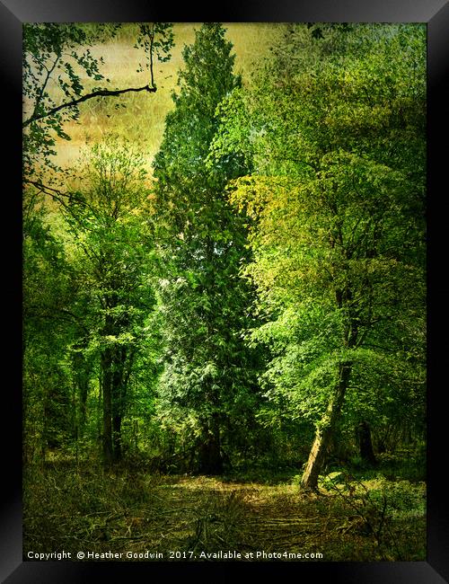 Tall Trees. Framed Print by Heather Goodwin