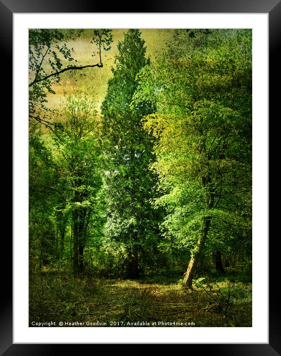 Tall Trees. Framed Mounted Print by Heather Goodwin