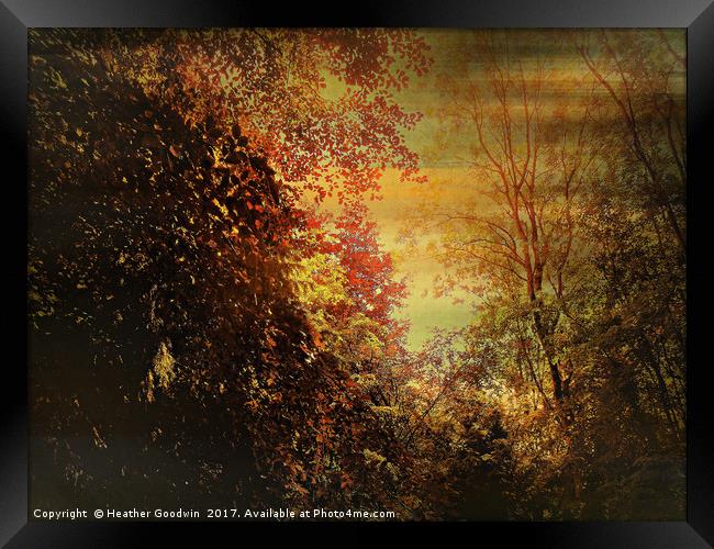 Autumn Canopy. Framed Print by Heather Goodwin