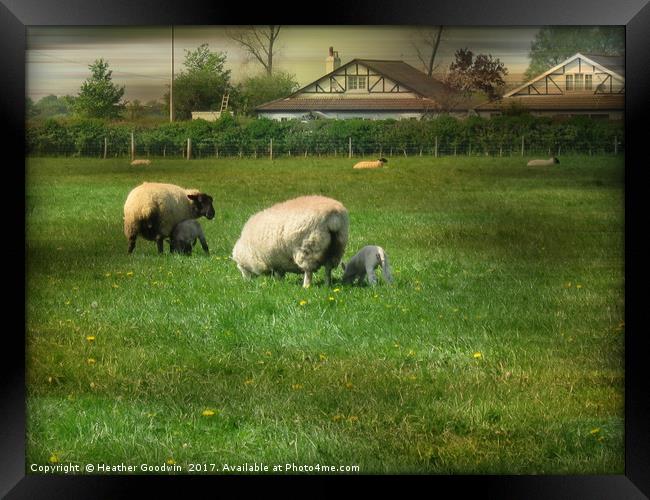 Mum's Training me to be a Lawn Mower. Framed Print by Heather Goodwin