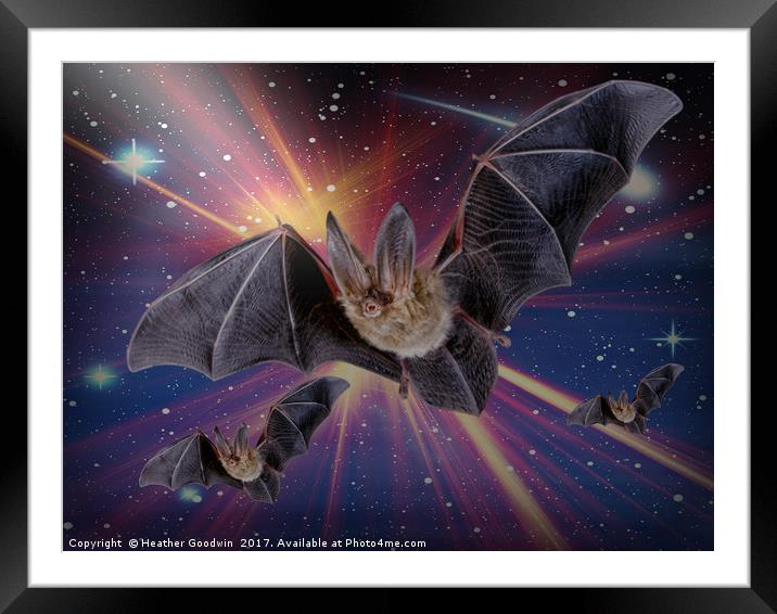 Bat Express. Framed Mounted Print by Heather Goodwin