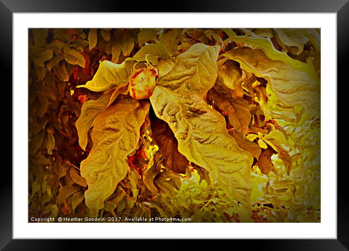 Chestnut. Framed Mounted Print by Heather Goodwin