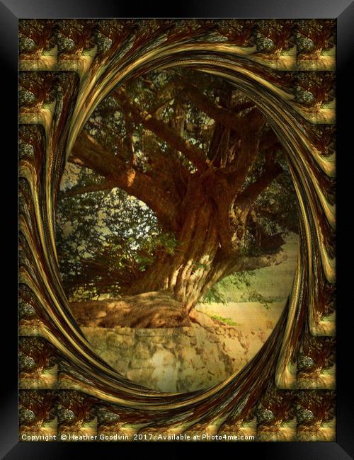 The Gnarled Yew. Framed Print by Heather Goodwin