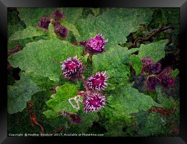 Wild Thistle Framed Print by Heather Goodwin