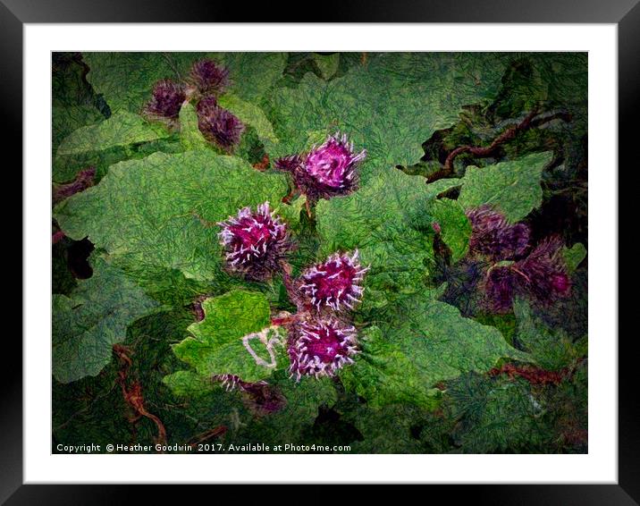 Wild Thistle Framed Mounted Print by Heather Goodwin