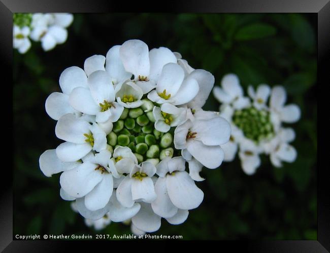 Candytuft -  Iberis Framed Print by Heather Goodwin