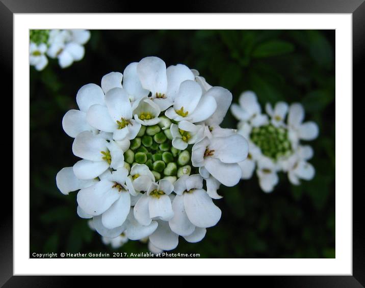 Candytuft -  Iberis Framed Mounted Print by Heather Goodwin