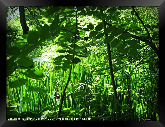 Bugs Eye view Framed Print by Heather Goodwin