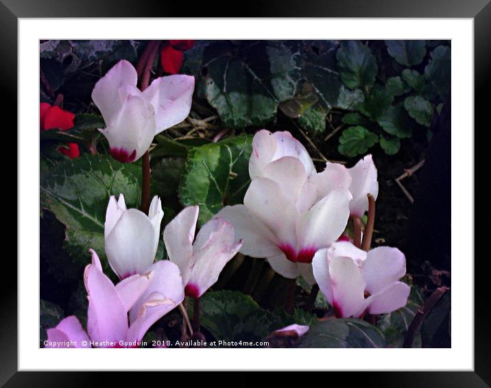 Spring Glory Framed Mounted Print by Heather Goodwin